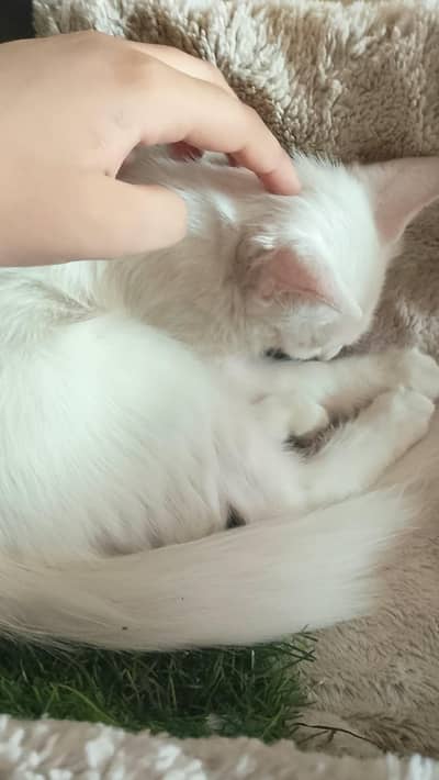 cat for sale