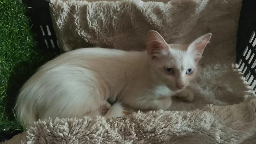 cat for sale — photo 2