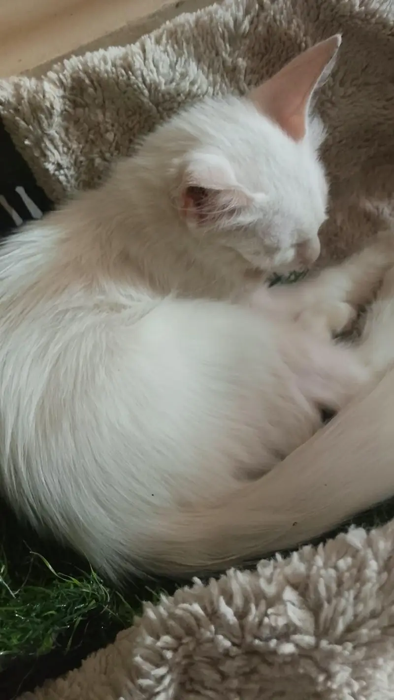 cat for sale — photo 4