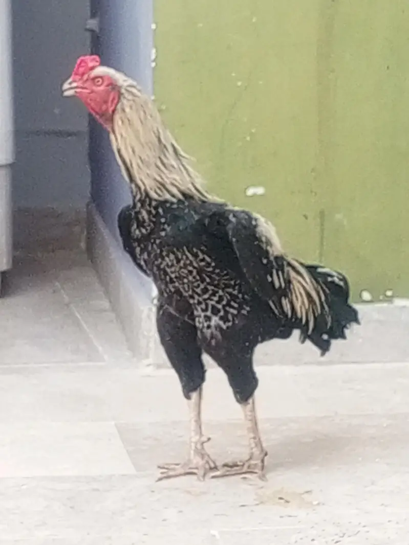 aseel jawa long height phatha — photo 2