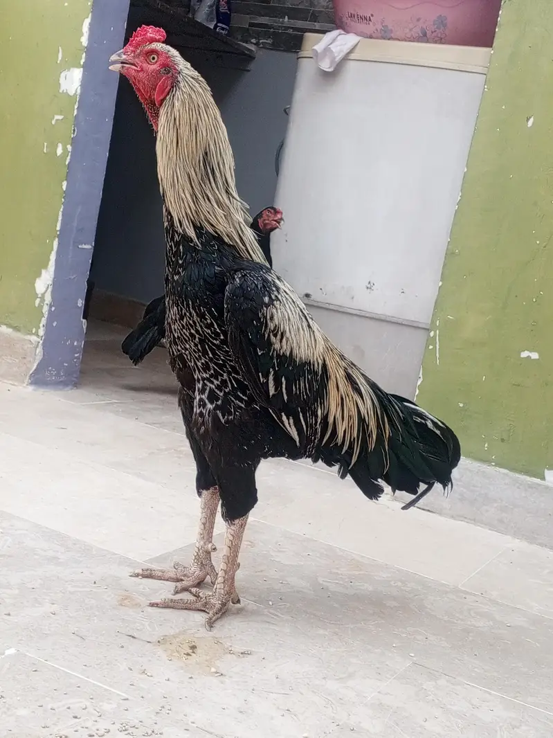 aseel jawa long height phatha — photo 3