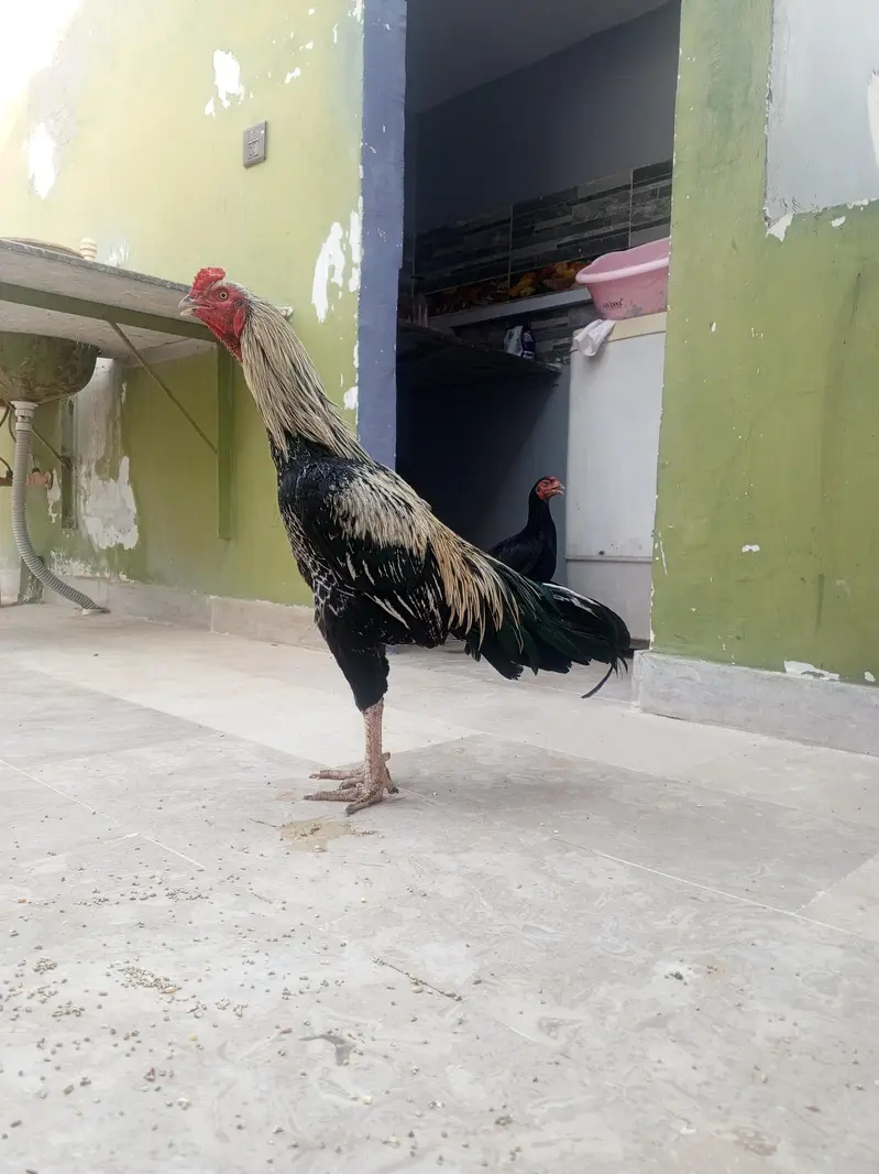 aseel jawa long height phatha — photo 4