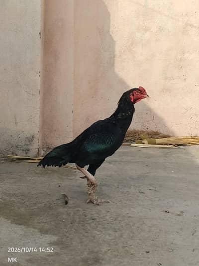 Pure aseel hens