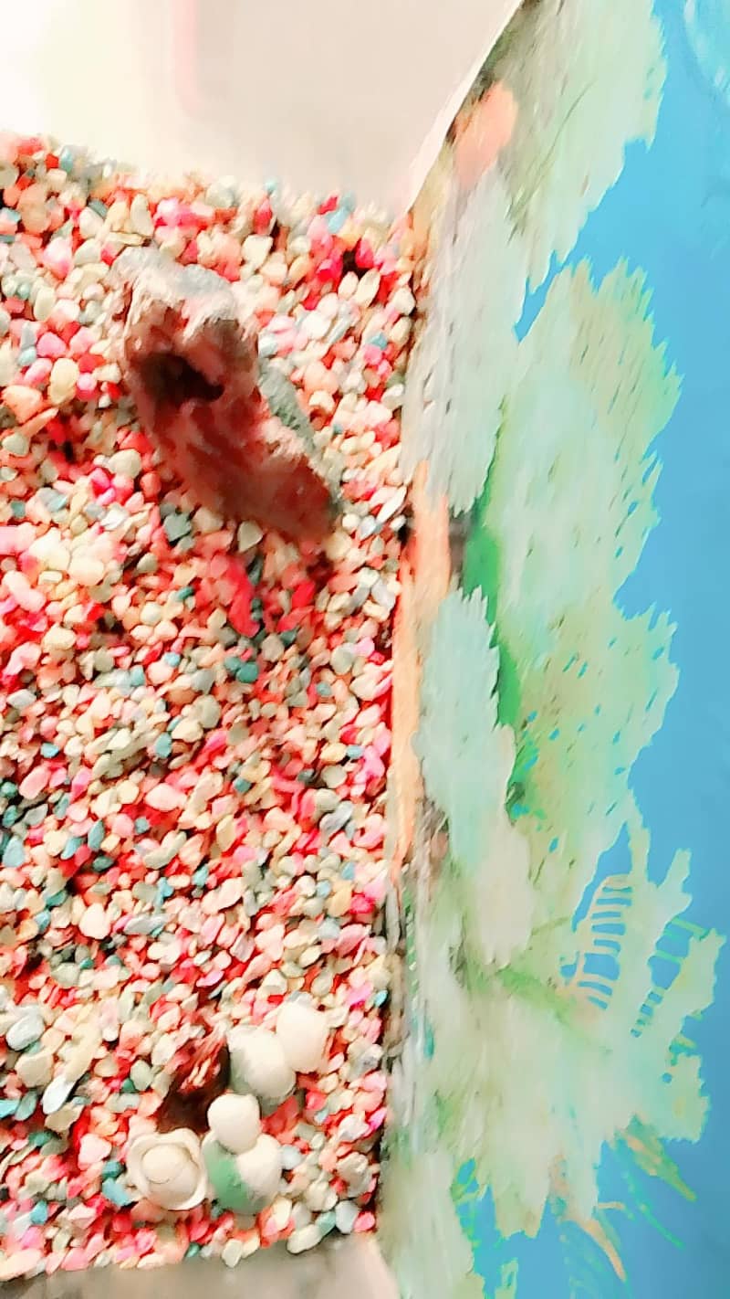 fish eqoriam 4
