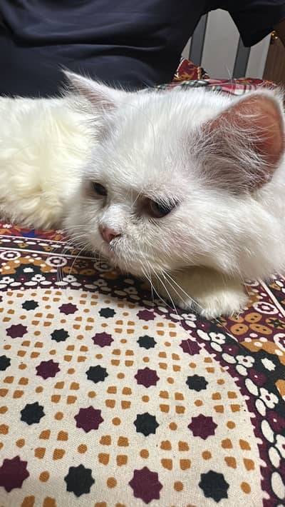 White Female Persian Cat with all accessories and Cat Food