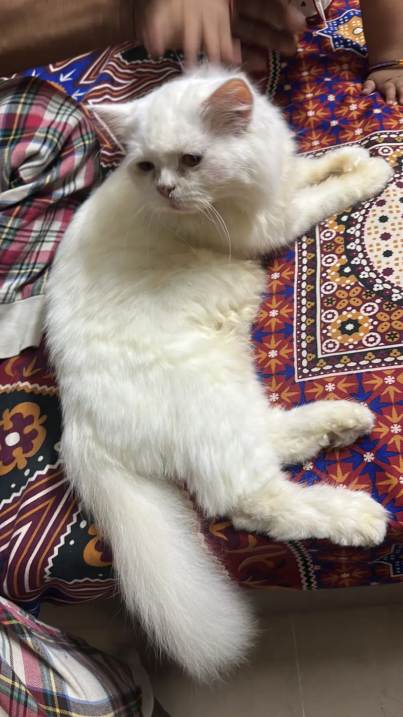 White Female Persian Cat with all accessories and Cat Food — photo 2