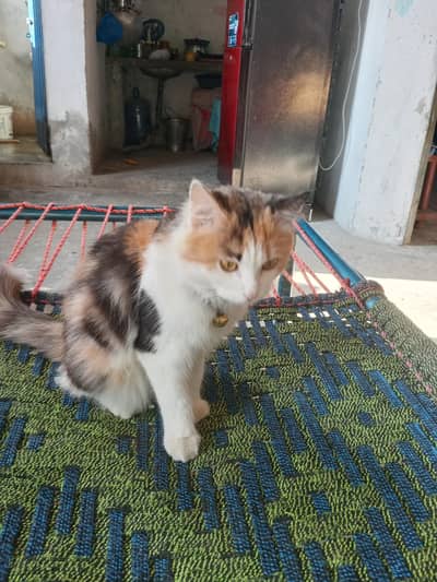 sweet cat