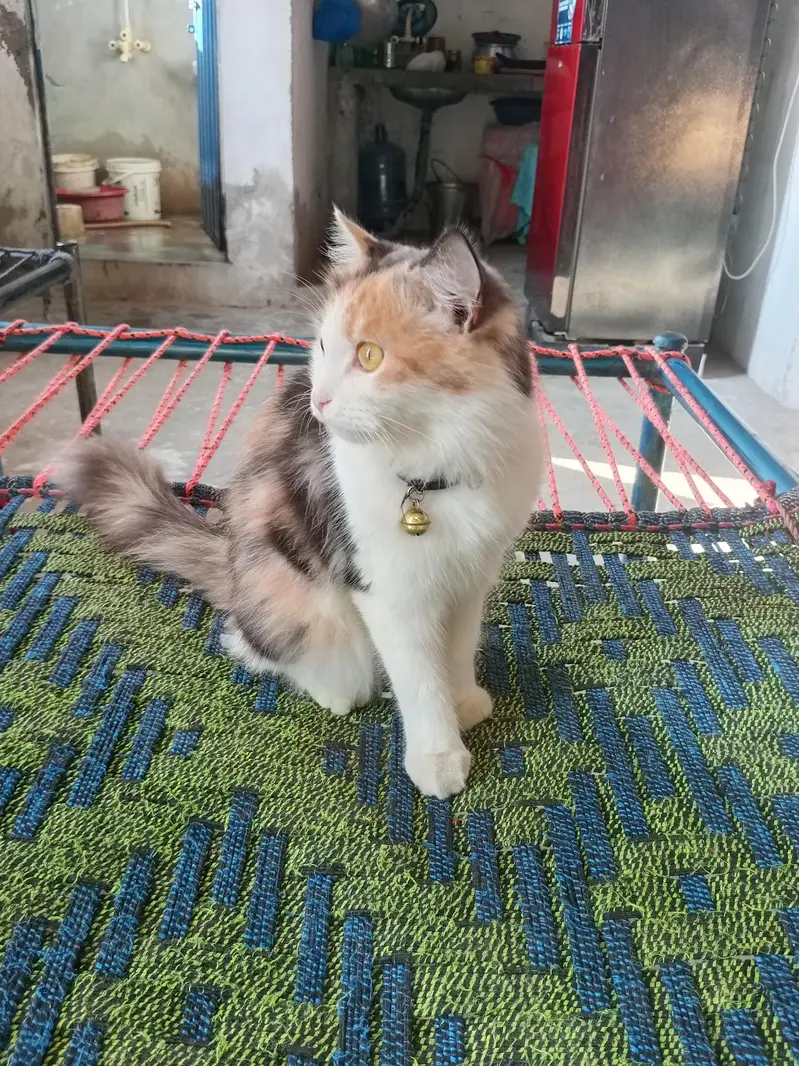 sweet cat — photo 2