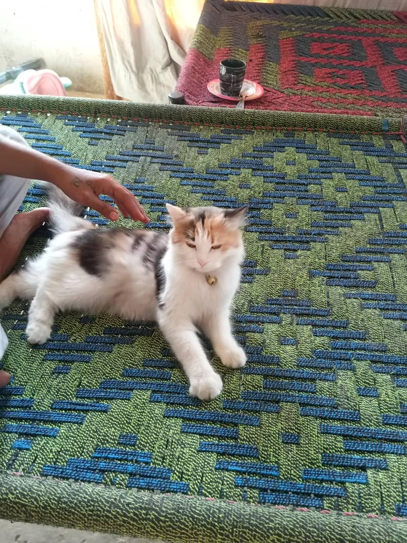 sweet cat 2
