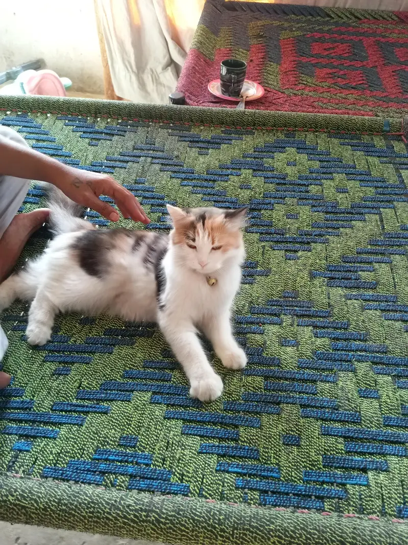 sweet cat — photo 3