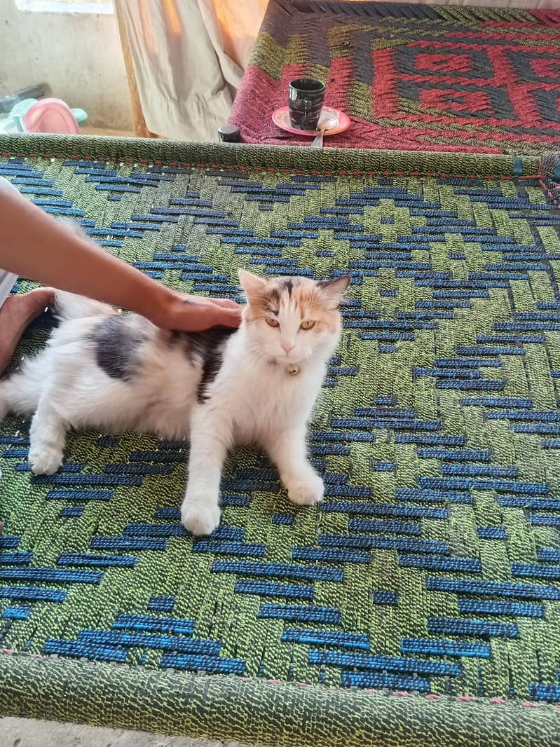 sweet cat 3