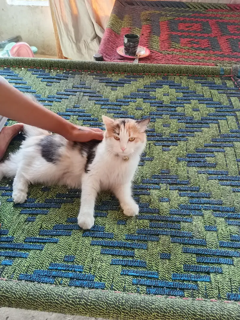 sweet cat — photo 4