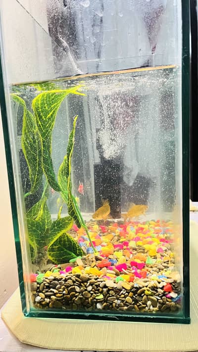 Glass Fish Aquarium for Sale – 16" x 16" x 9"