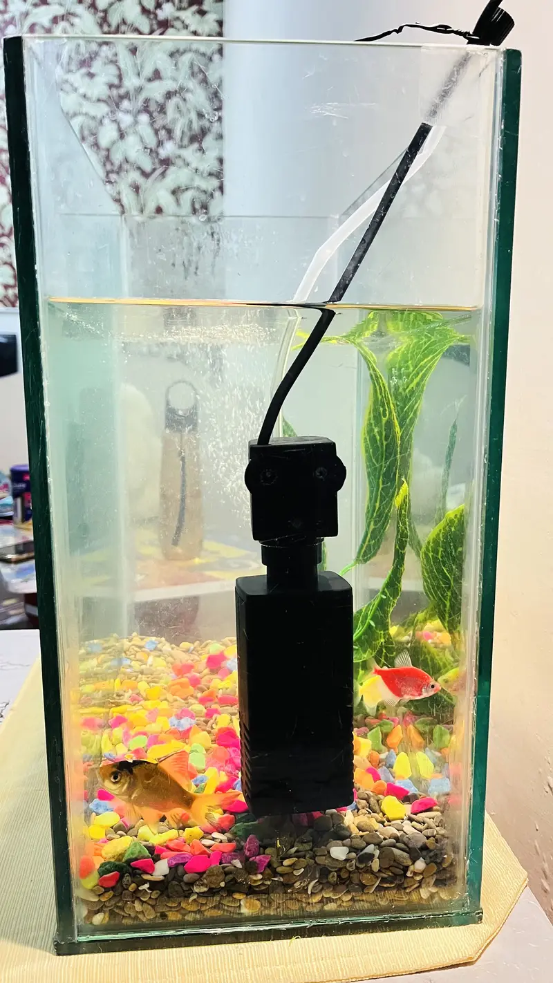 Glass Fish Aquarium for Sale – 16" x 16" x 9" — photo 3