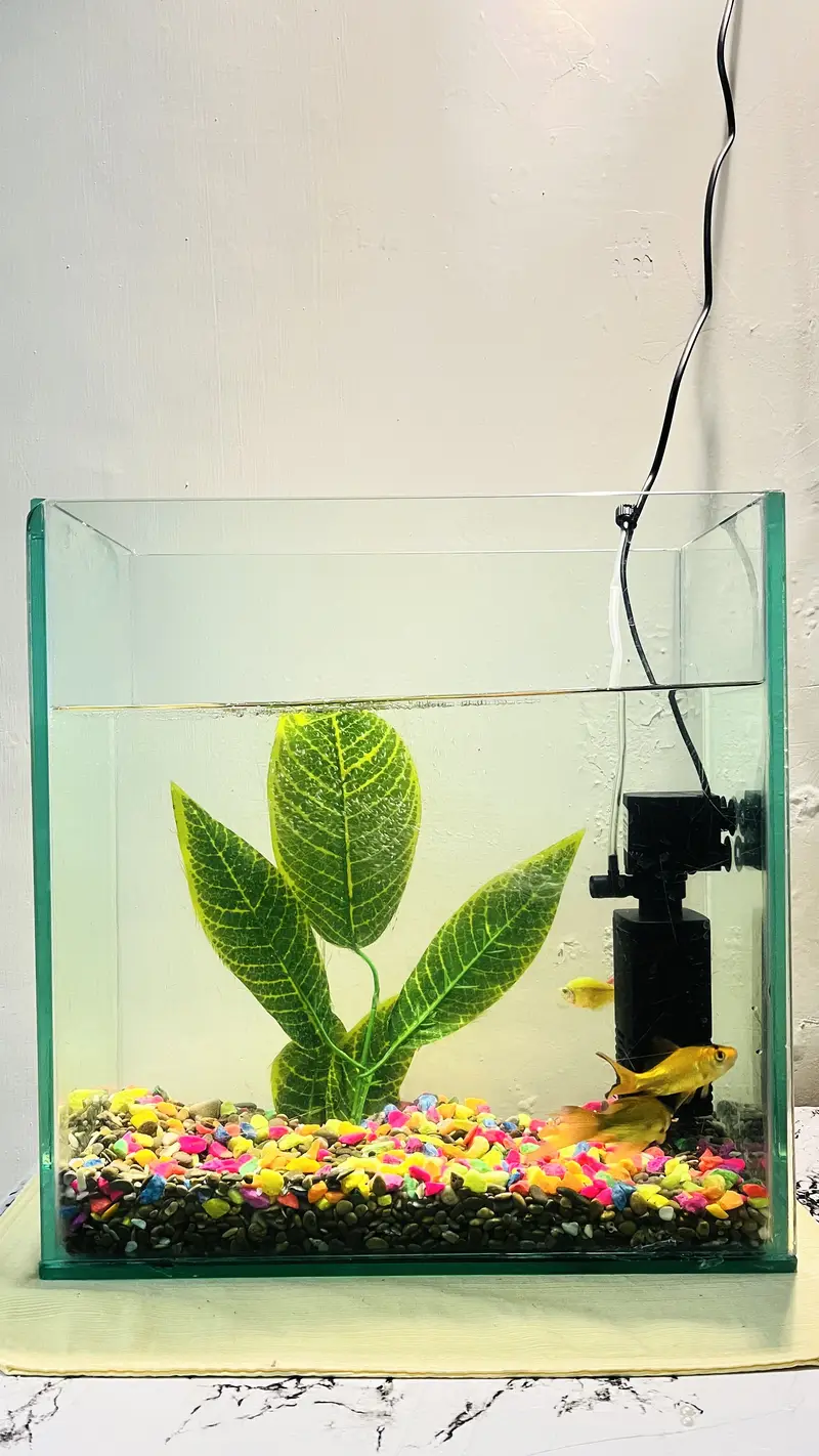 Glass Fish Aquarium for Sale – 16" x 16" x 9" — photo 4