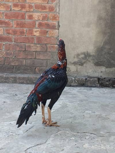 Aseel Pair