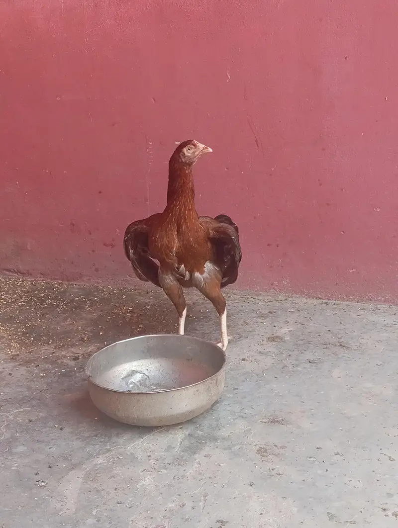 Aseel Murgi hai call or WhatsApp only — photo 2