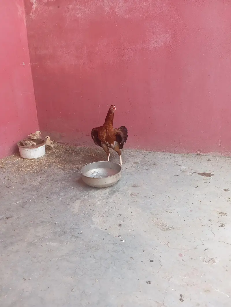 Aseel Murgi hai call or WhatsApp only — photo 3