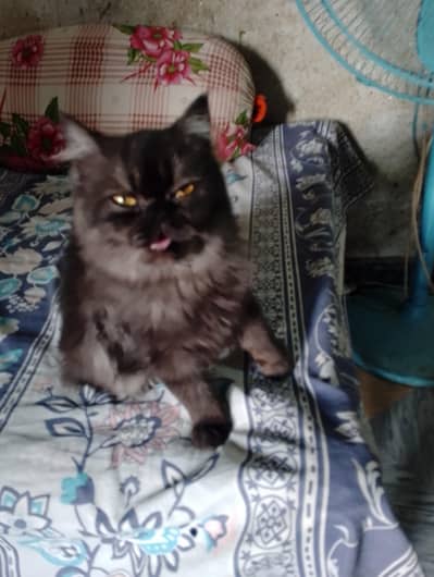 cat female long coat