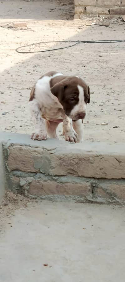 bully female puppy for sale top quality