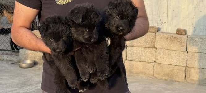 Black german shepherd pedigree pup extreme quality