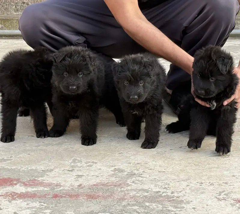 Black german shepherd pedigree pup extreme quality — photo 2