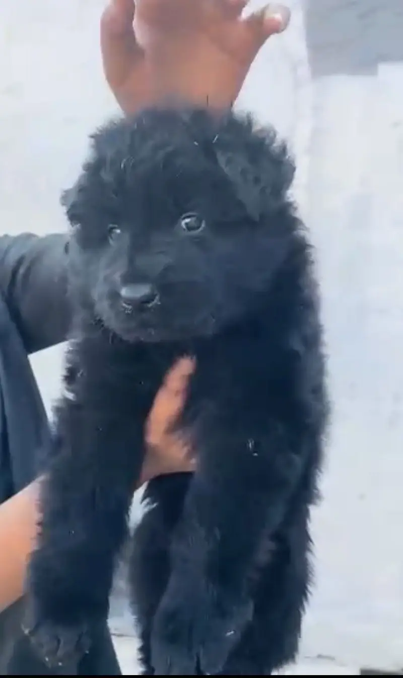Black german shepherd pedigree pup extreme quality — photo 3