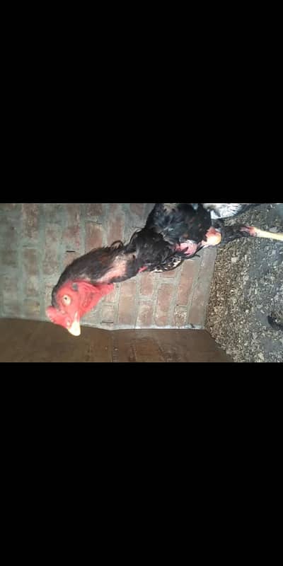 shamo turkish hint crose female for sale
