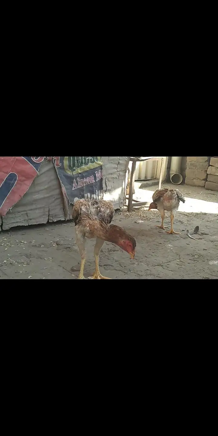 shamo turkish hint crose female for sale — photo 2