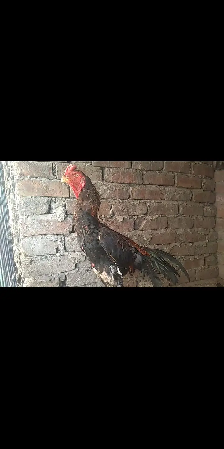 shamo turkish hint crose female for sale — photo 3