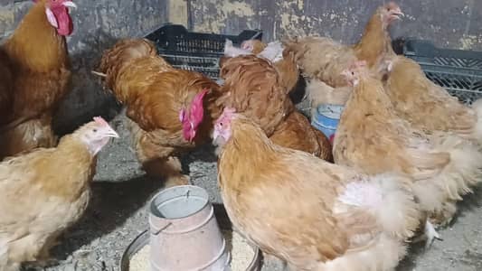 GOLDEN HEAVY BUFF BREEDERS