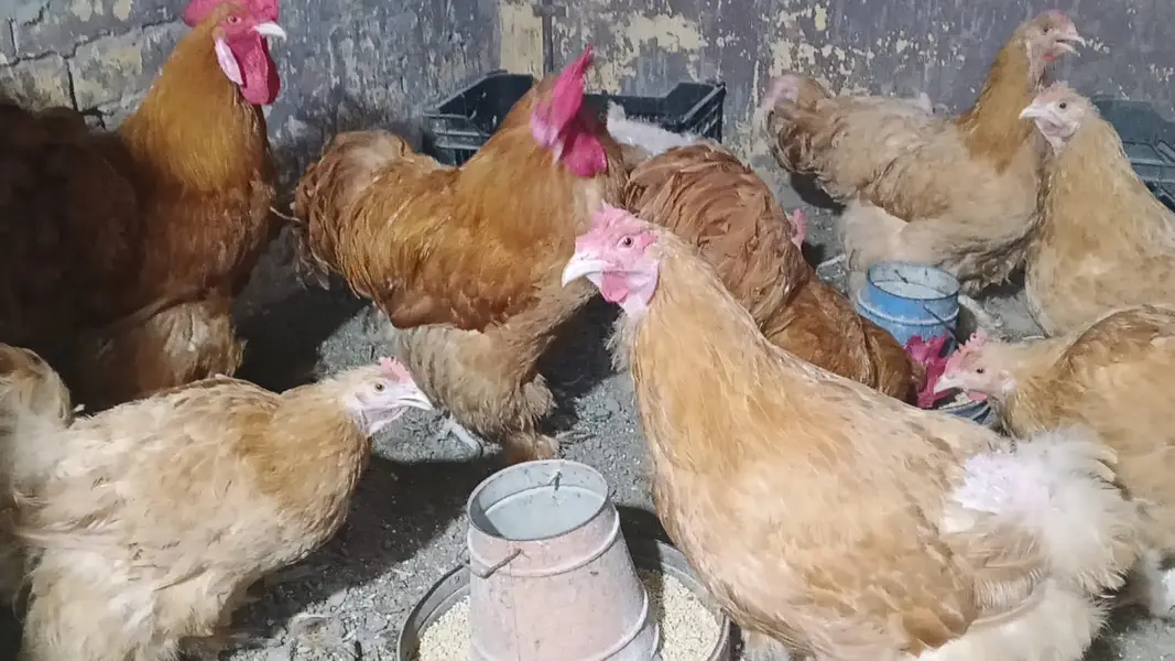 GOLDEN HEAVY BUFF BREEDERS — photo 2