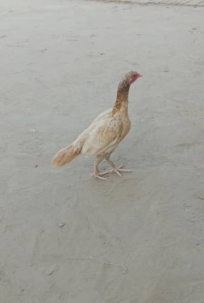 Aseel mianwali
