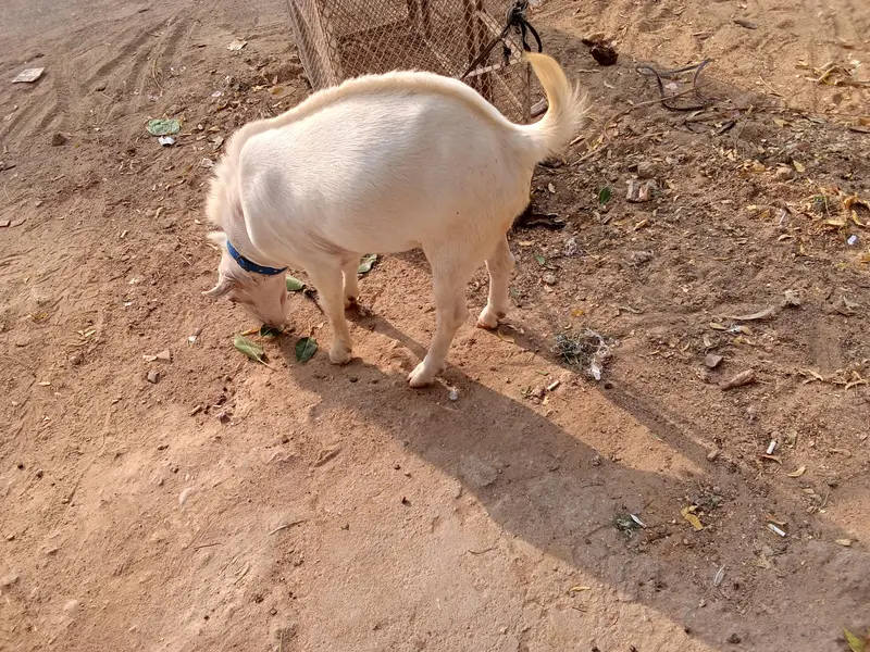 talha — photo 2