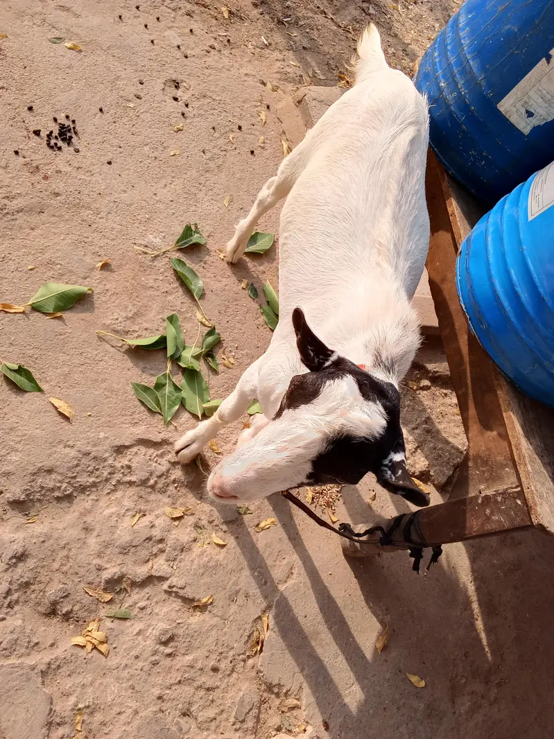 talha — photo 3