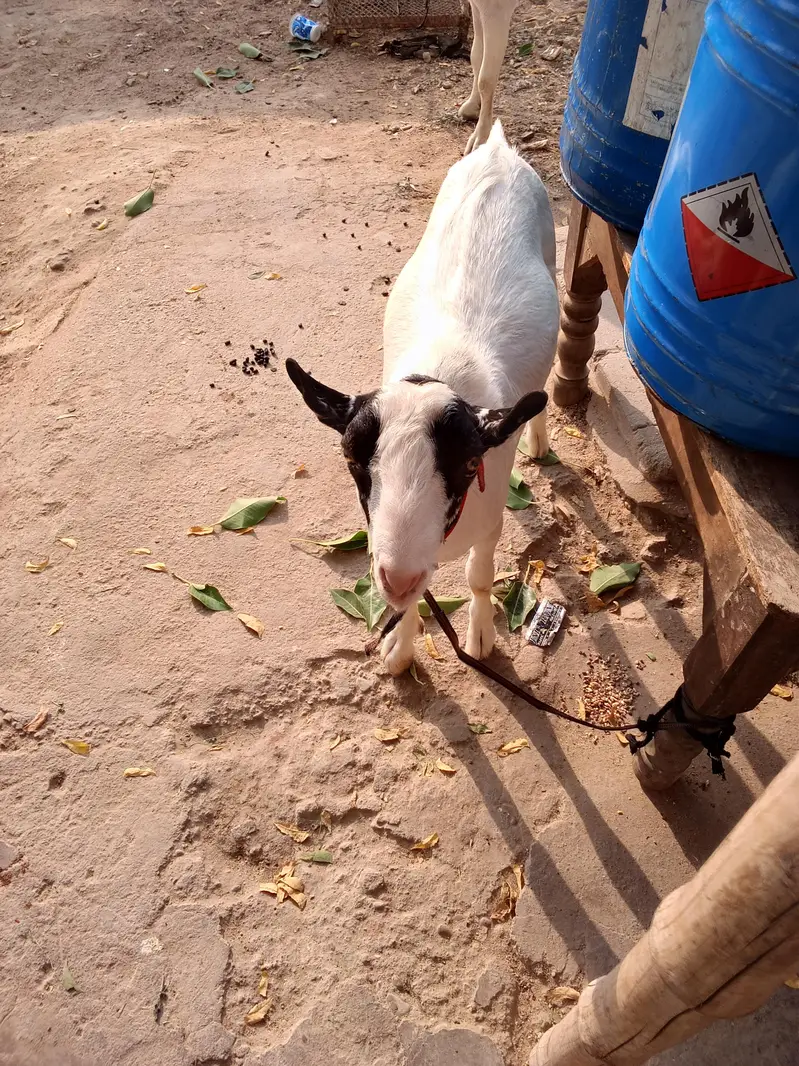 talha — photo 4