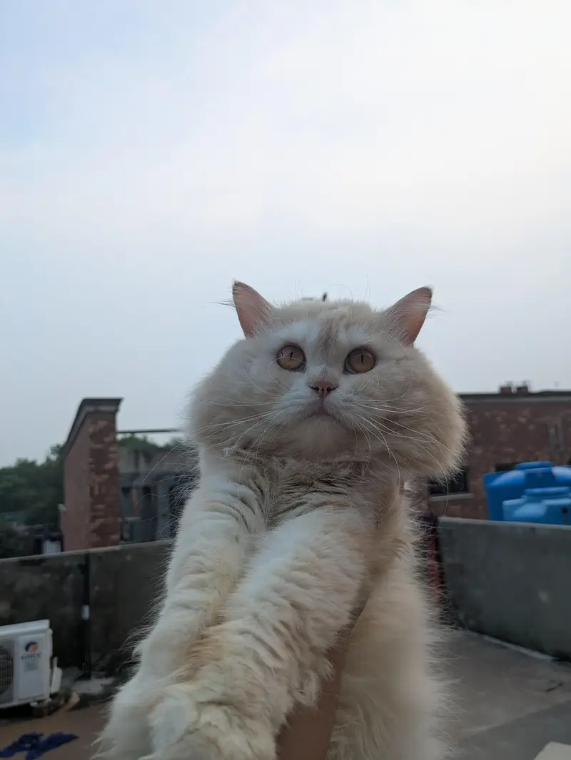 Persian punch face (male) and dol face (female) — photo 2
