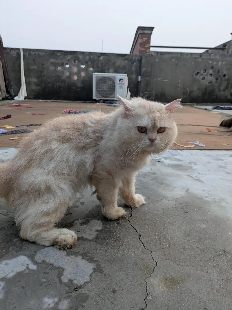 Persian punch face (male) and dol face (female) — photo 3