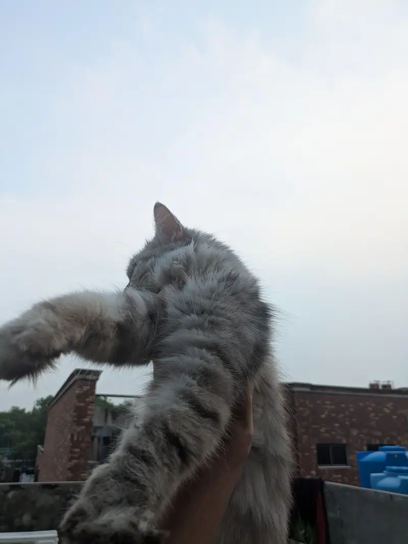 Persian punch face (male) and dol face (female) — photo 7