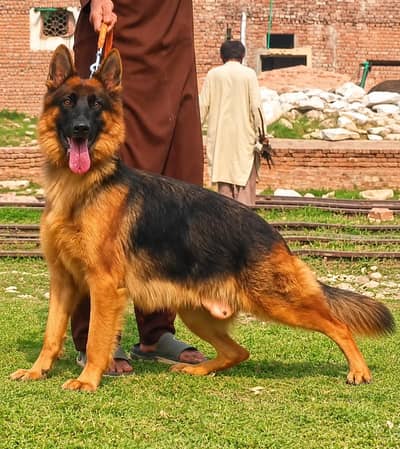 German shepherd long coat female confirm breeder for sale
