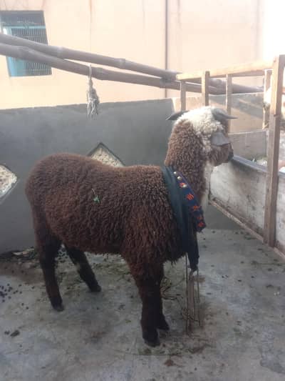 male menda baby