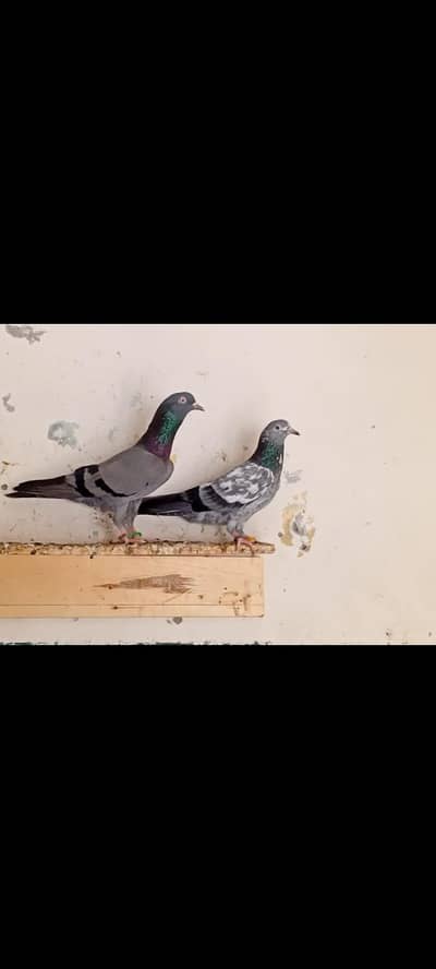 pure Saibay wala pair available 03/25/44/122/15
