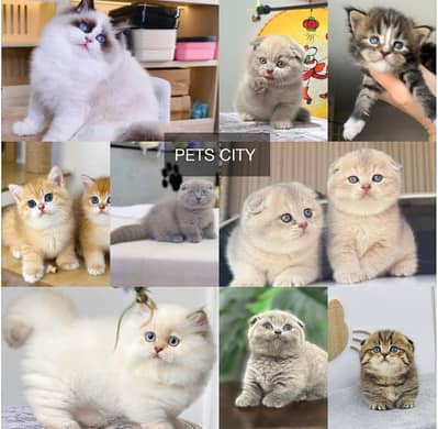 Persian British shorthair ragdoll munchkin maincoon cats kittens