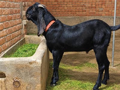 beetal goat Desi Bakra 2 dant bhut achi height or weight bloodline