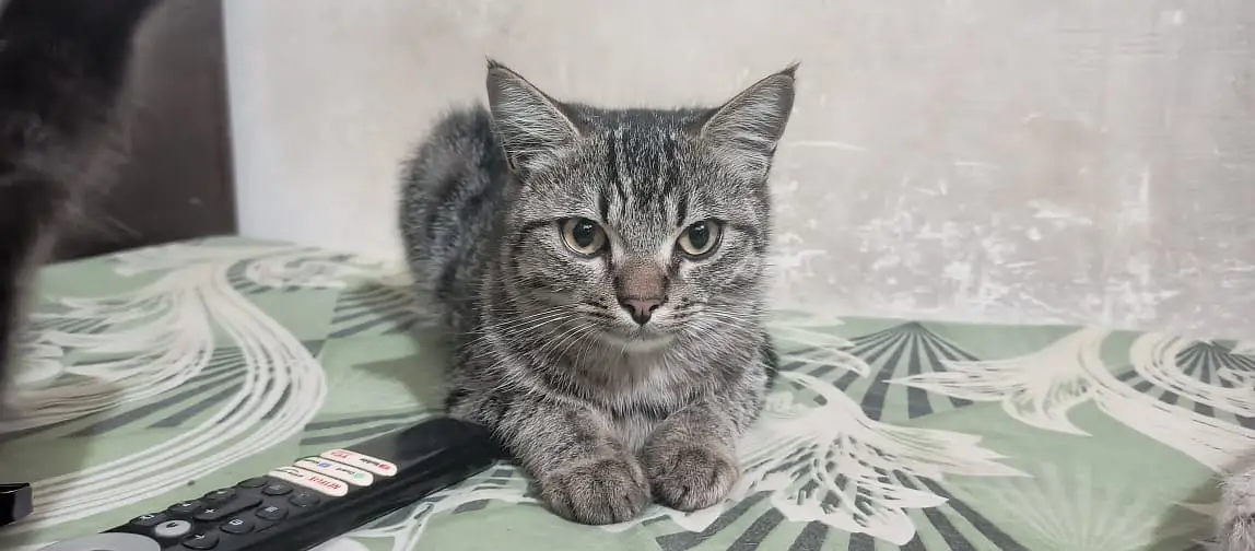 Adorable Kittens & Cats Looking for a New Home – Litter Trained — photo 2