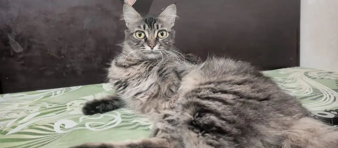 Adorable Kittens & Cats Looking for a New Home – Litter Trained — photo 3