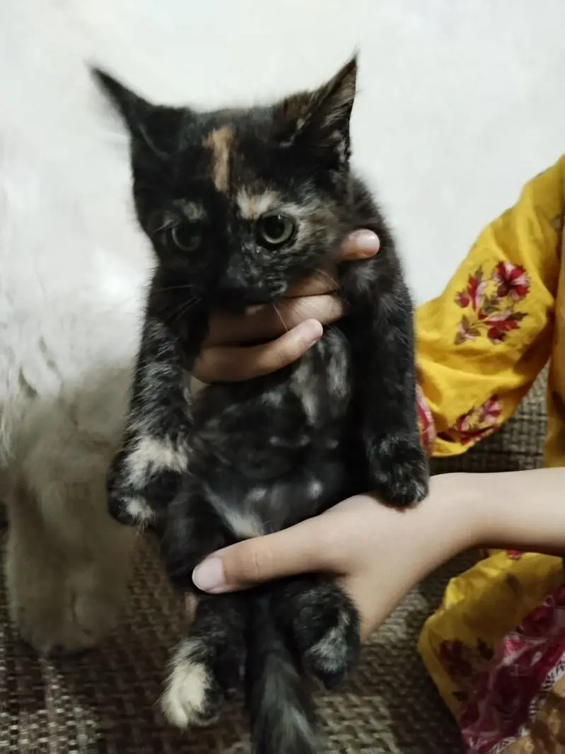 Adorable Kittens & Cats Looking for a New Home – Litter Trained — photo 4