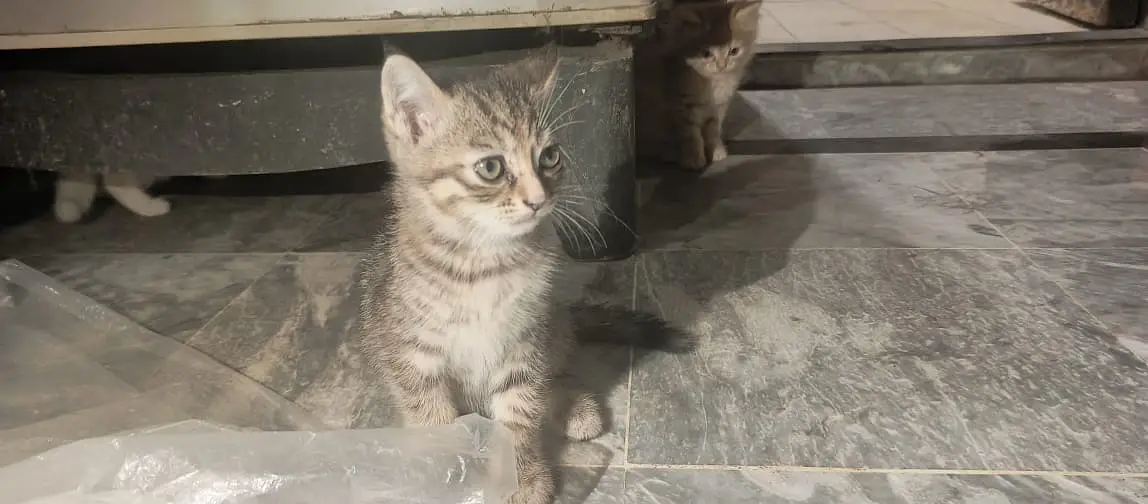 Adorable Kittens & Cats Looking for a New Home – Litter Trained — photo 6