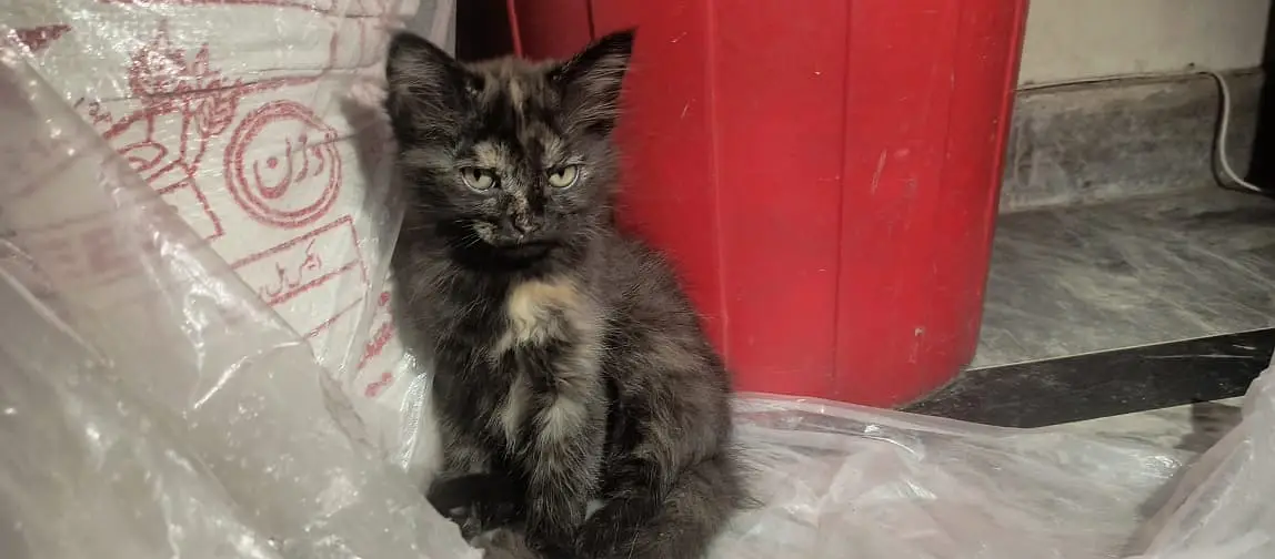 Adorable Kittens & Cats Looking for a New Home – Litter Trained — photo 7