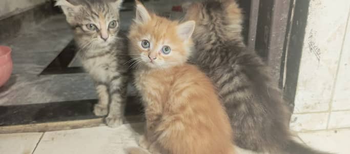 Adorable Kittens & Cats Looking for a New Home – Litter Trained